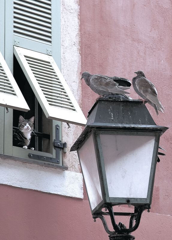 跨界奇迹,冰岛足球精神如何点燃NBA季后赛的马丁内利时刻